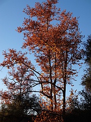 platanus racemosa